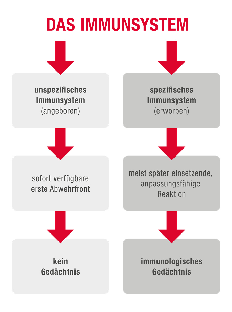das Immunsystem