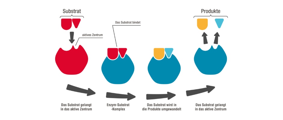 Die Wirkweise von Enzymen